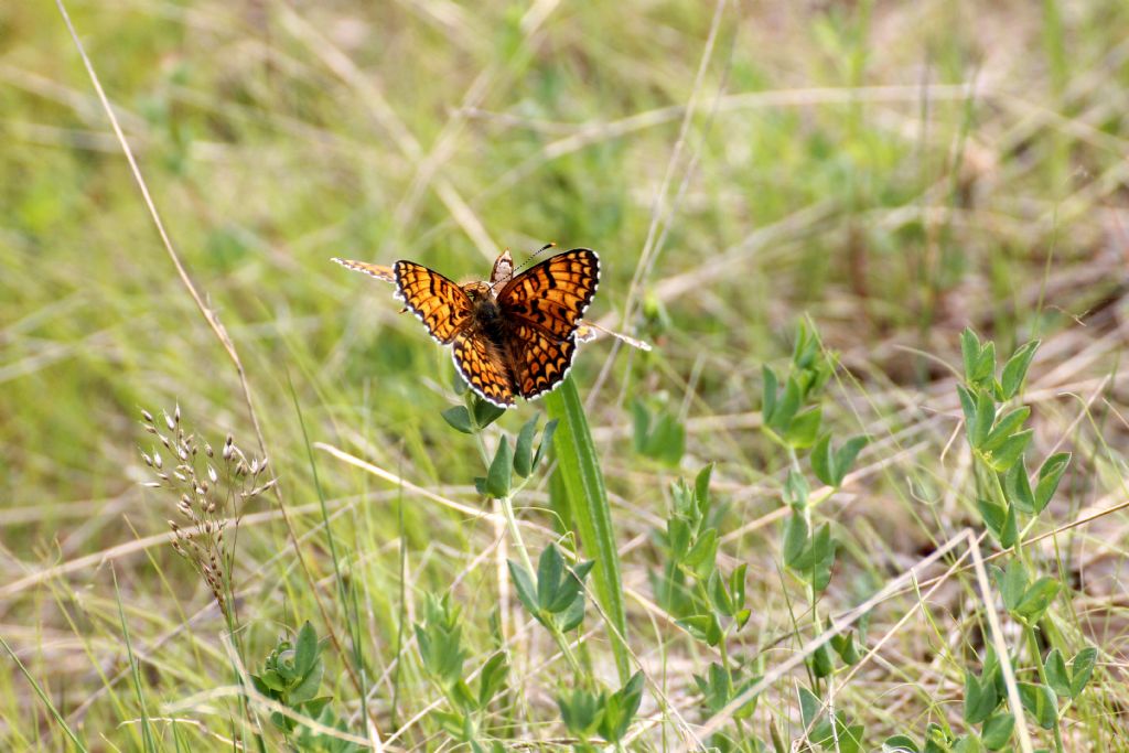 Melitaea phoebe, Nymphalidae